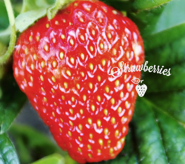 Strawberry  - HARVEST 52